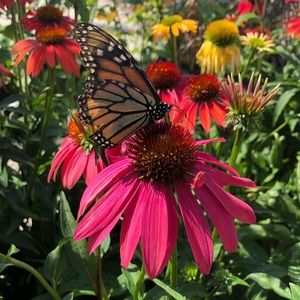 Meet your Posher, Isabella